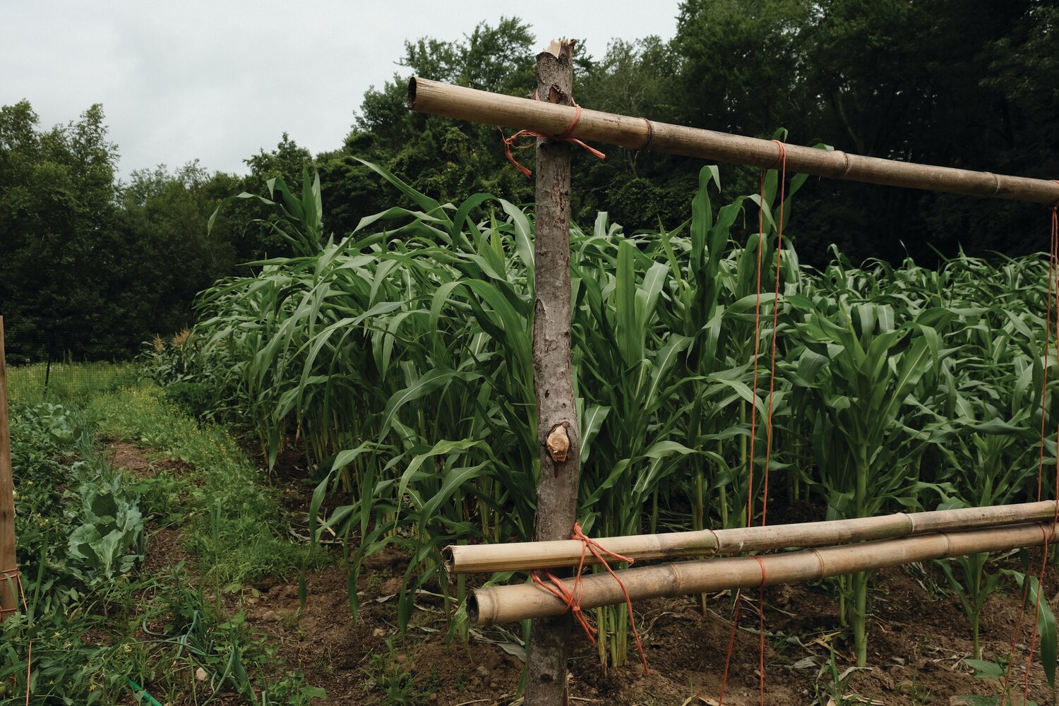 HIGH STAKES: Bean stalks are propped up with stakes and cut branches. Beans and low-plants like squash are often planted together at the farm, and have a symbiotic relationship.